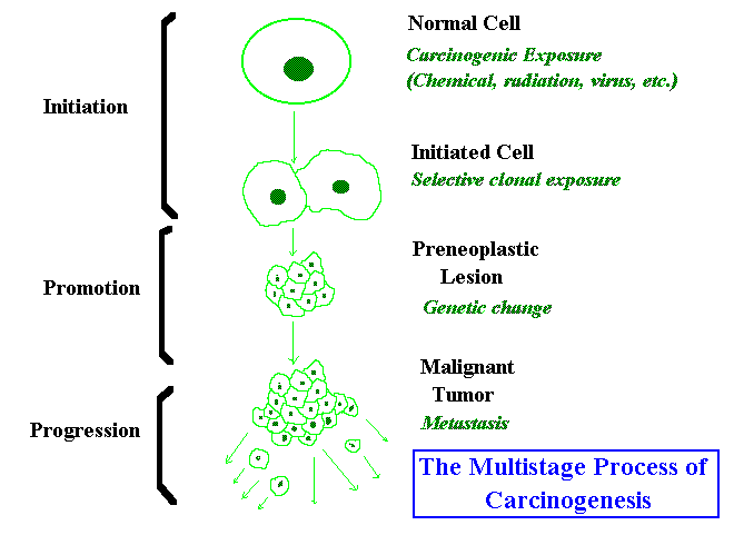 Chart showing path to malignancy